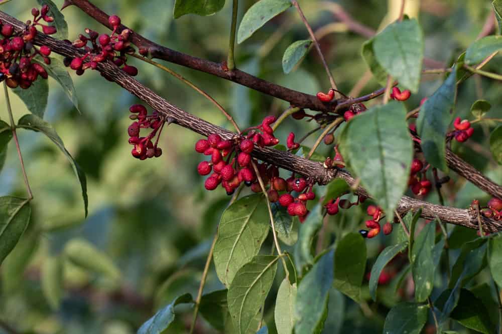 wild szechuan peppercorns or xanthoxylum americanum 