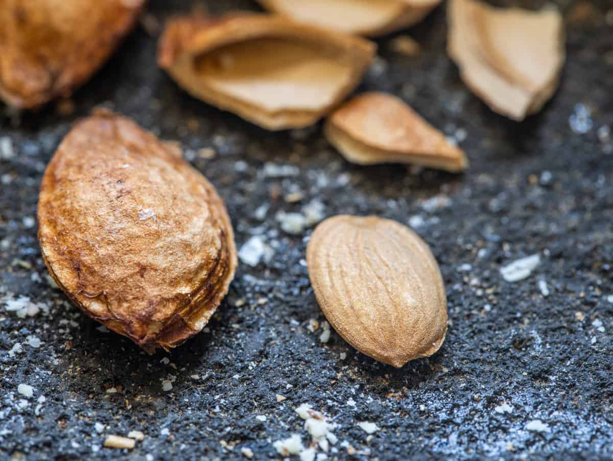 Wild plum kernels 