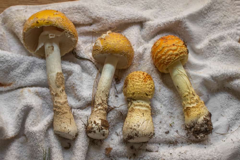 https://foragerchef.com/wp-content/uploads/2021/09/amanita-muscaria.jpg