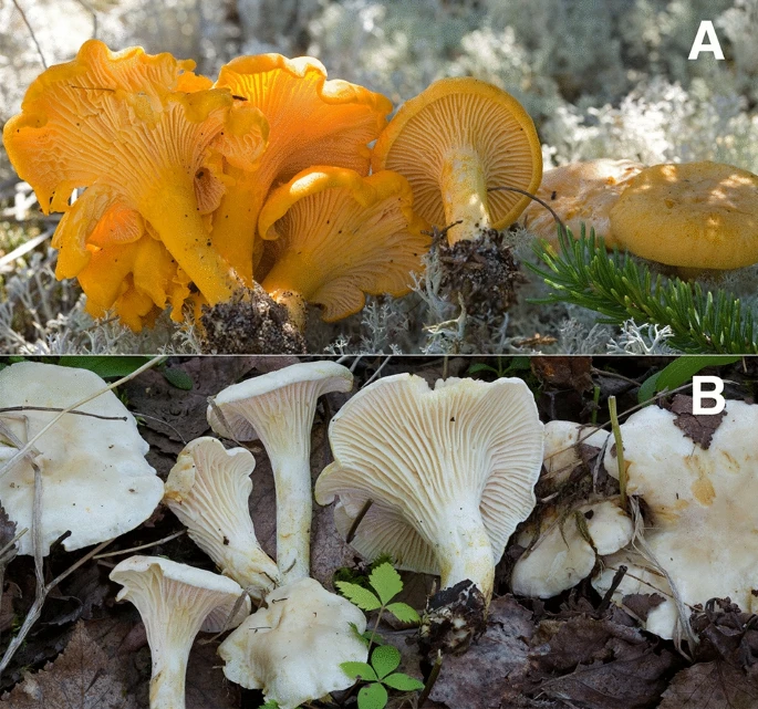 Albino Newfoundland Chanterelles