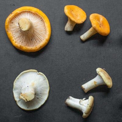 white albino mushrooms next to regular orange mushrooms