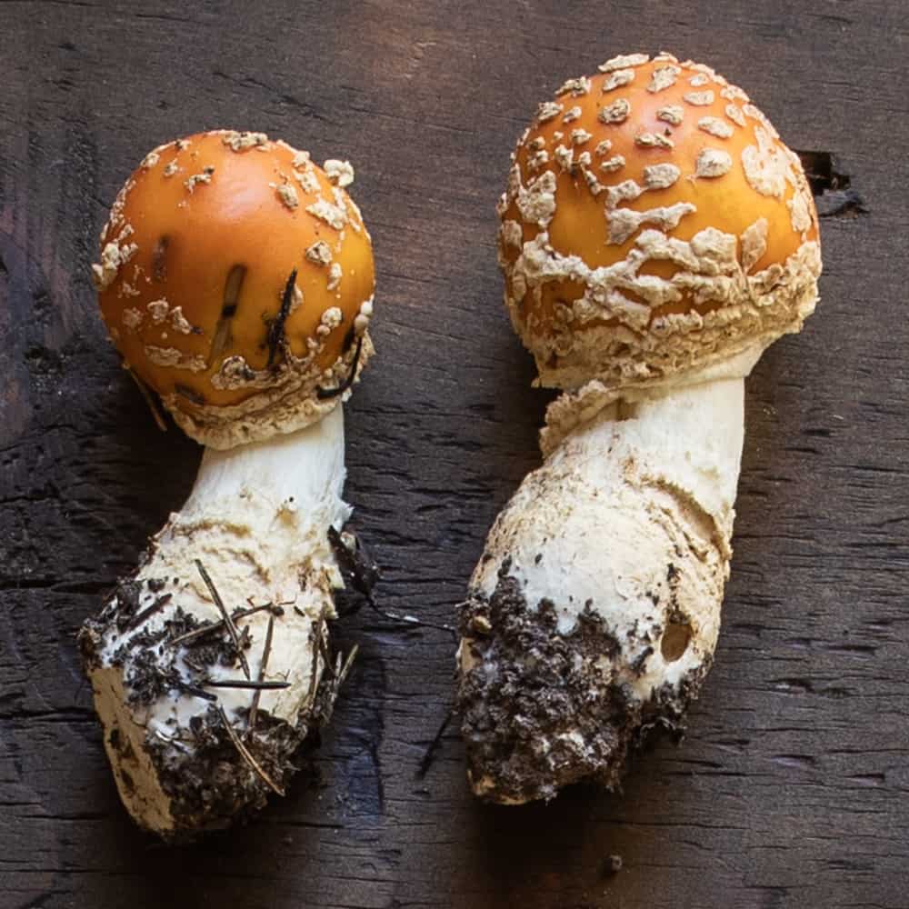 Amanita muscaria guessowii buttons
