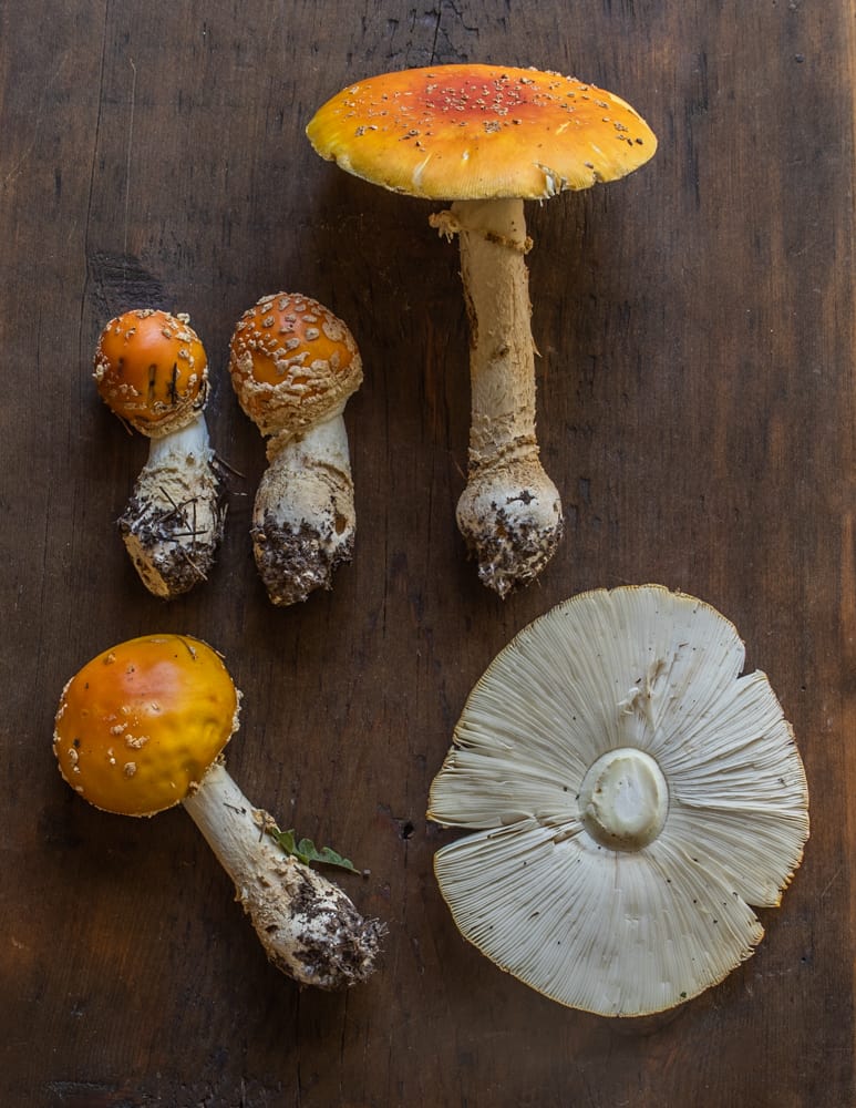 Amanita muscaria guessowii