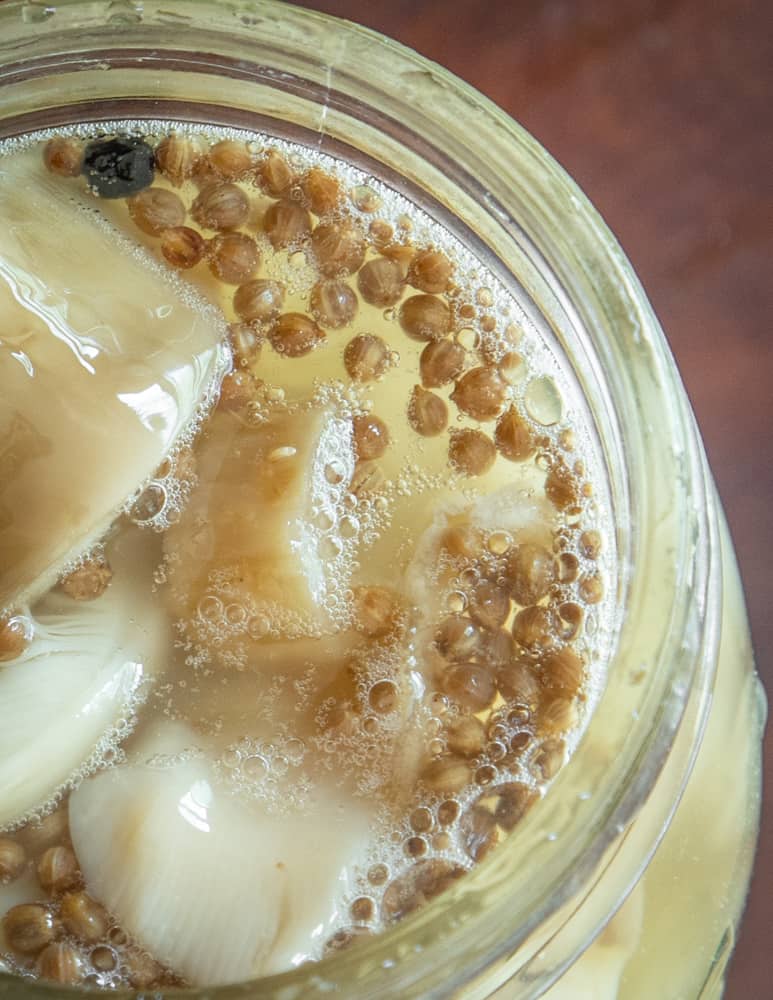 Fermenting Amanita muscaria 