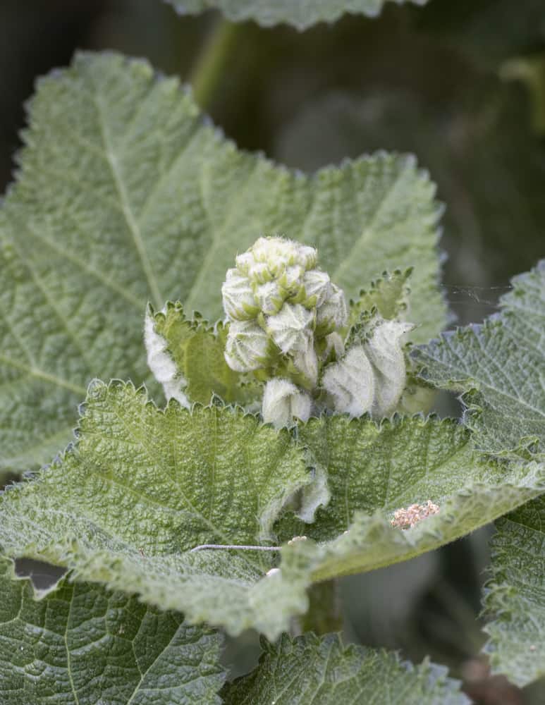 Edible hollyhocks 