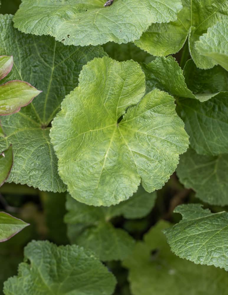 Edible hollyhock leaves 