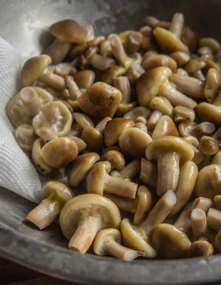 Boiled honey mushrooms for marinating 