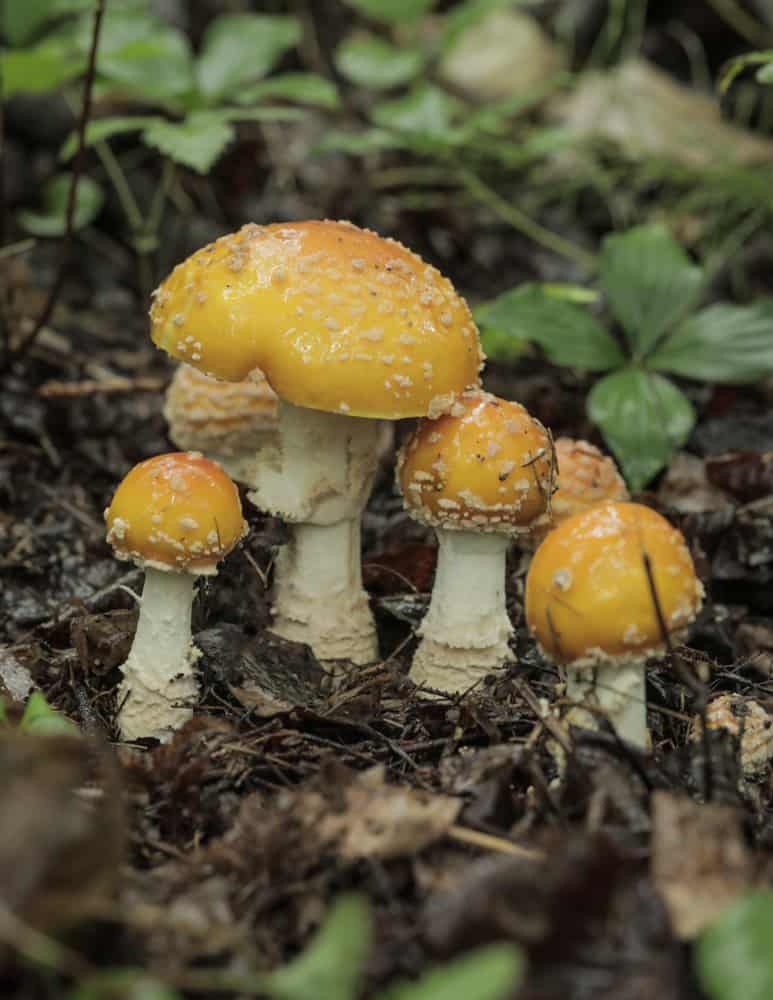 Yellow Amanita Muscaria