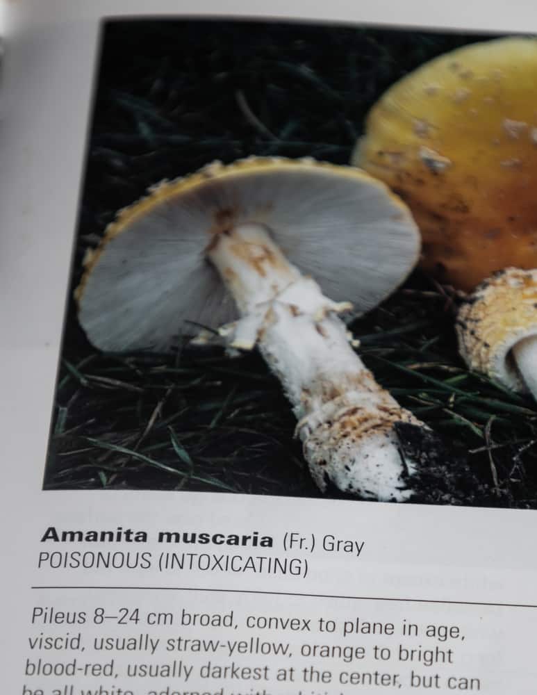 amanita muscaria guessowii in a field guide 