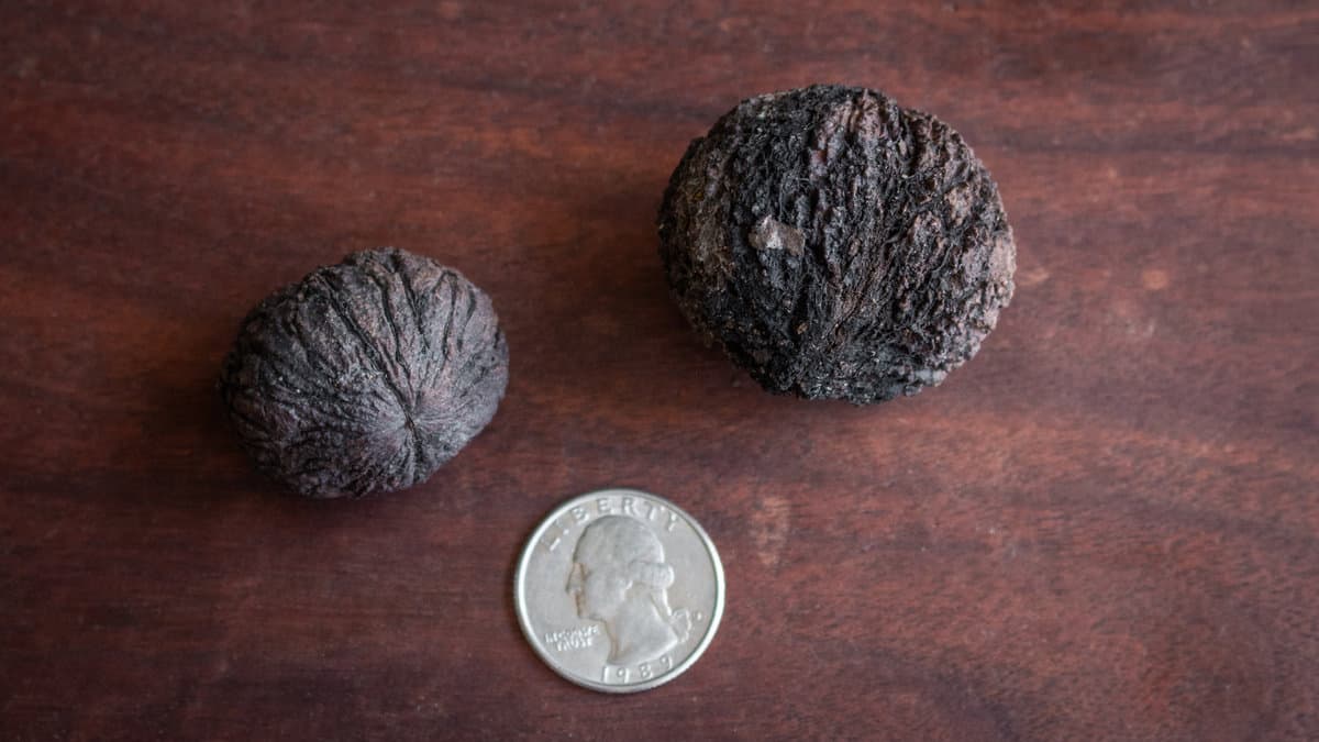 Size variation in black walnuts