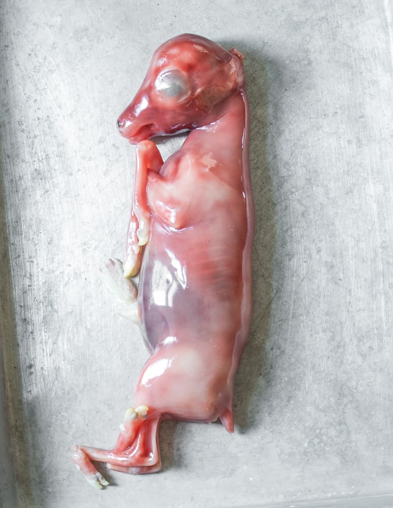 Unborn venison fetus or proto-veal 