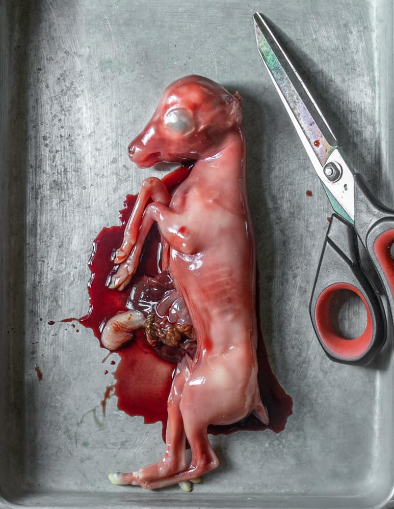 Unborn venison or venison fetus 