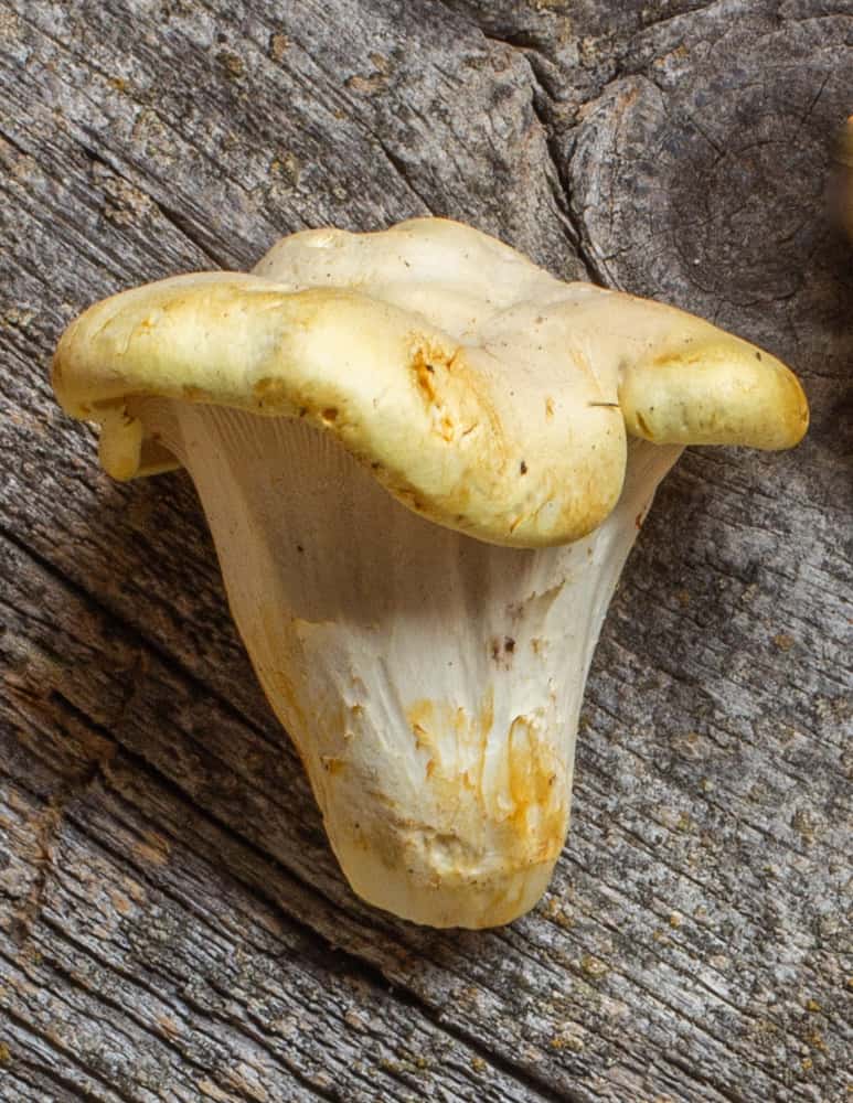 Albino chanterelle mushrooms
