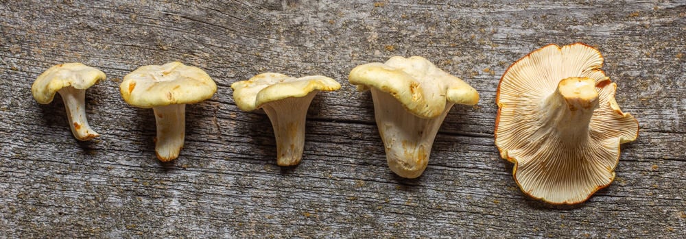 Albino mushrooms
