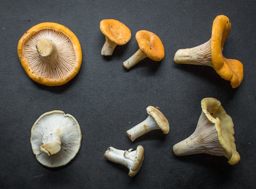 Albino Mushrooms vs golden chanterelle