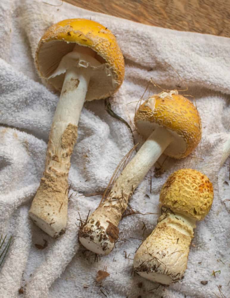 Amanita Muscaria var guessowii 