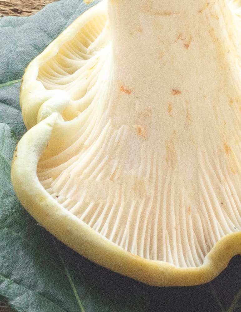 False gills of an albino white chanterelle mushroom