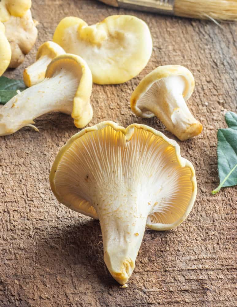Albino Chanterelle Mushrooms
