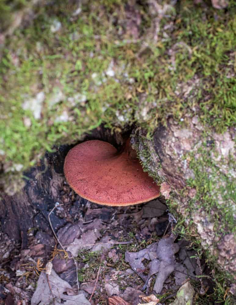 Beefsteak / ox tongue mushroom or Fistulina hepatica growing on an oak