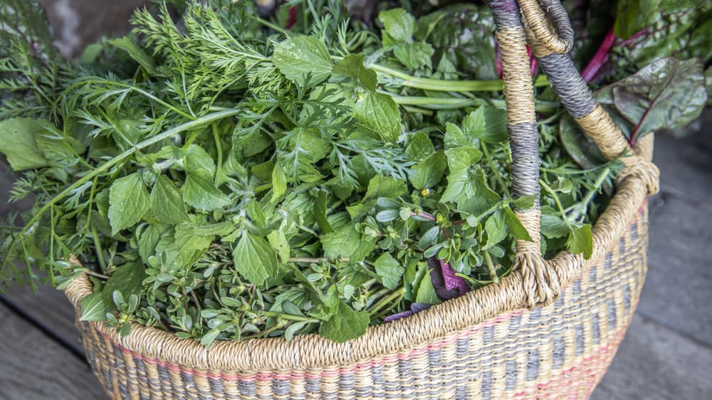 Foraged greens for tsigarelli or horta tsigari