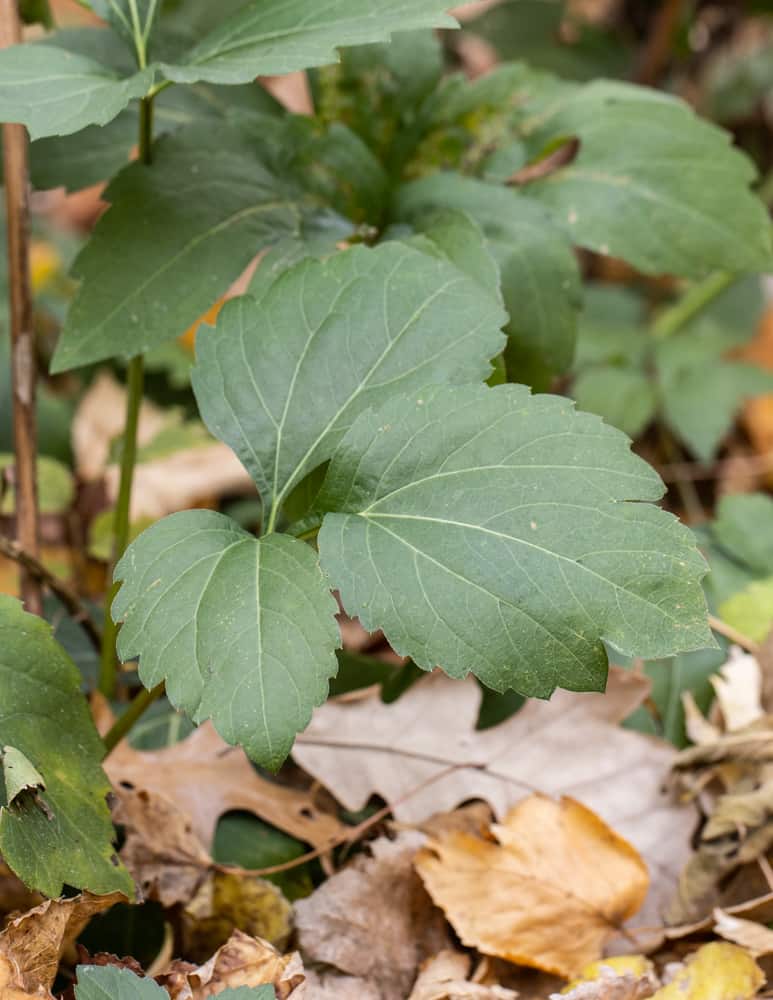 Sochan Basal Leaves (Rudbeckia laciniata)