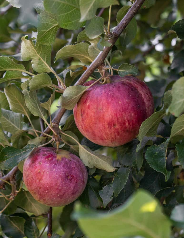Wolf river apples