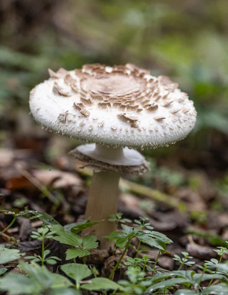 Large shaggy parasol or Chlorophyllum rhacodes mushrooms