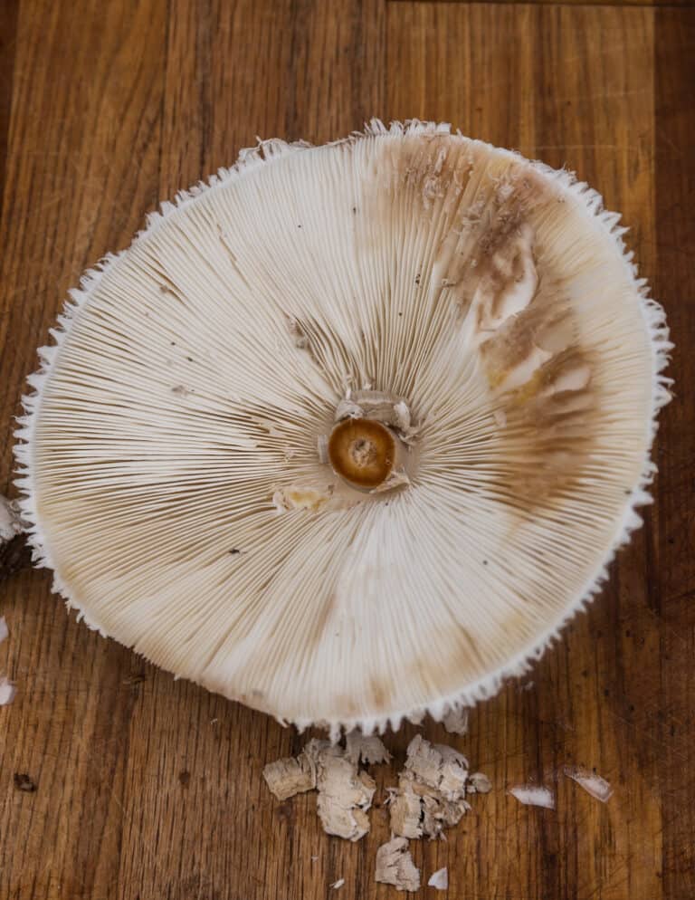 XXL Shaggy Parasols