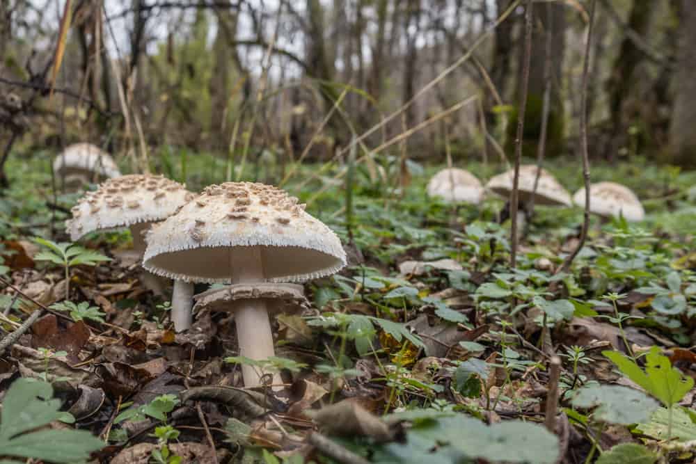 Giant shaggy parasols Chlorophyllum rhacodes (10)