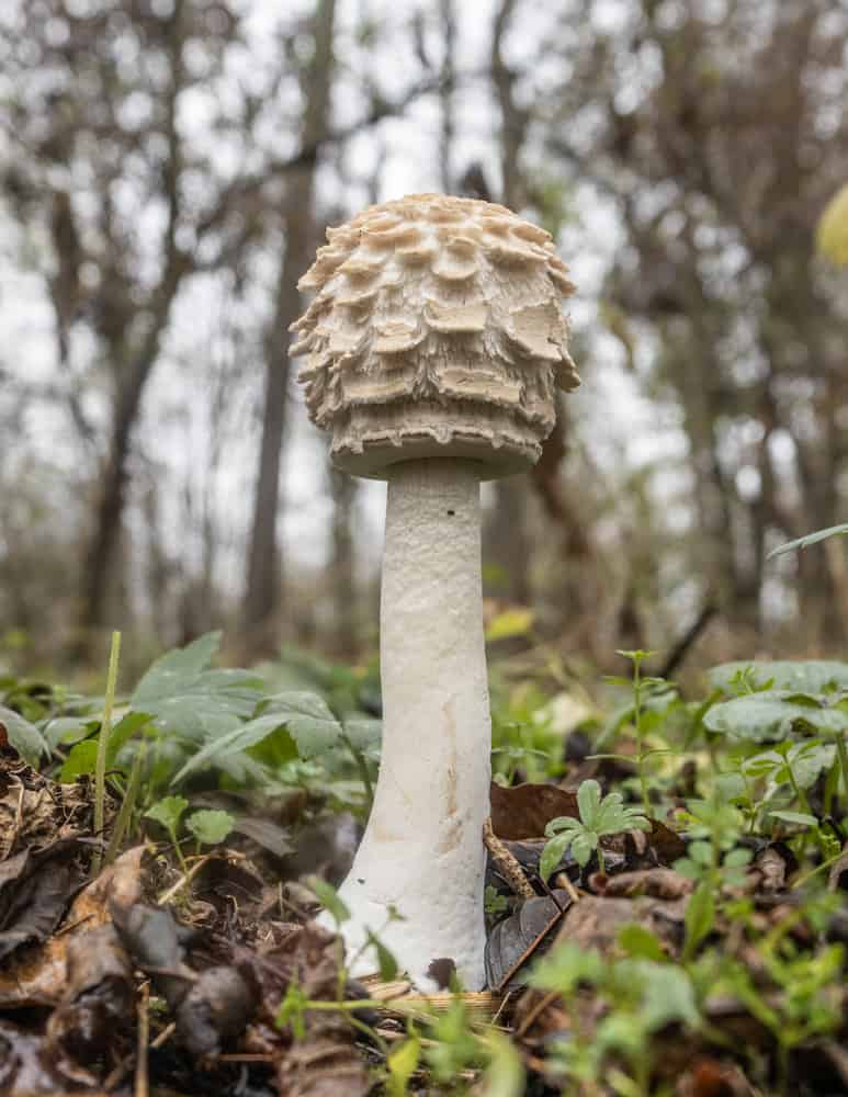Young shaggy parasol mushroom or Chlorophyllum rhacodes