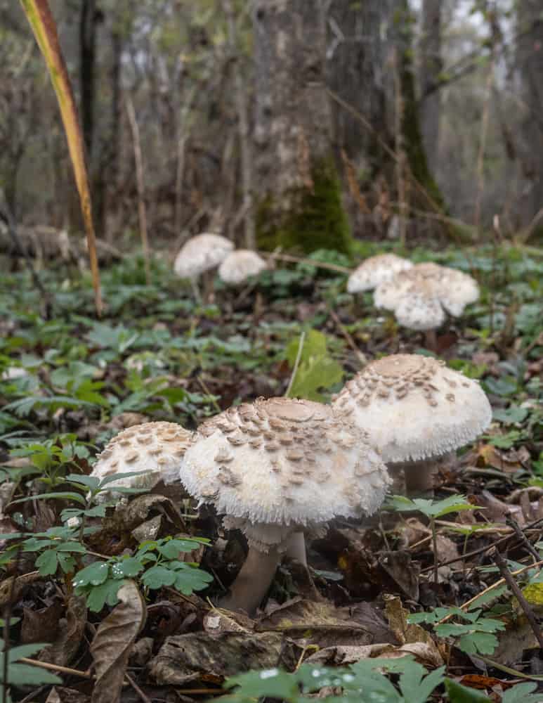 Fairy ring of shaggy manes or Chlorophyllum rhacodes