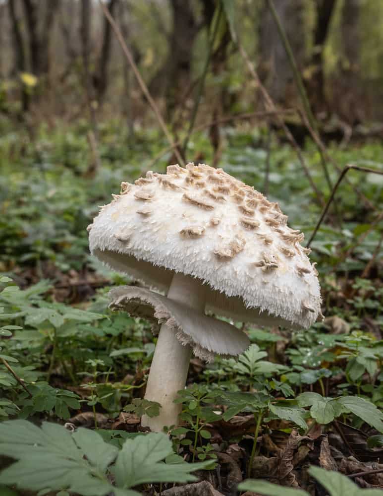 Giant shaggy parasols Chlorophyllum rhacodes (28)