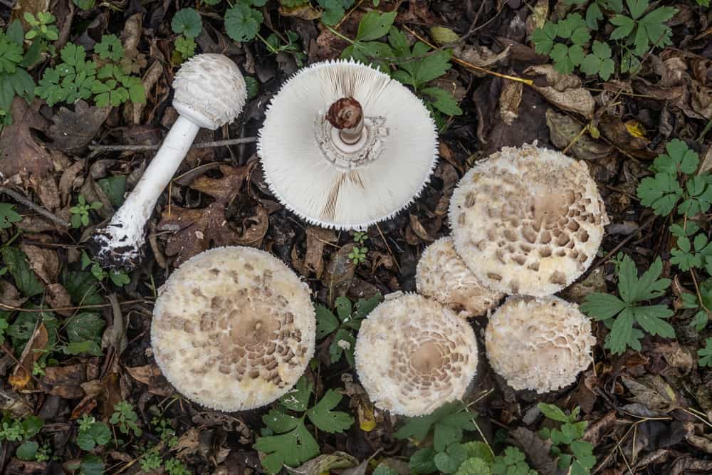 Giant shaggy parasols Chlorophyllum rhacodes