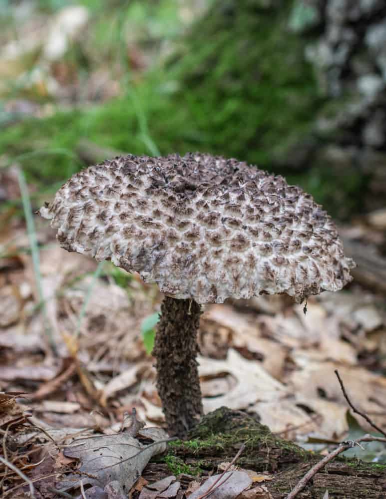 Old man of the woods mushroom or Strombilomyces floccosus
