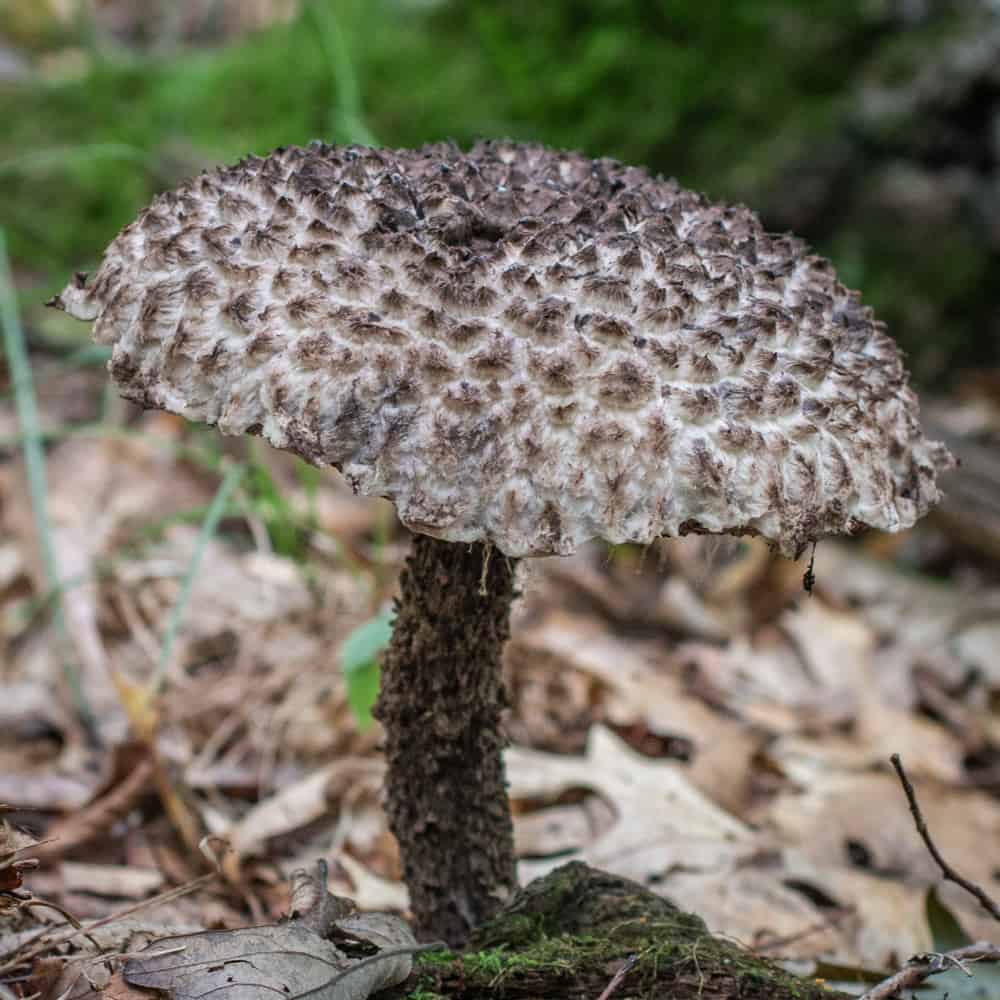 Old man of the woods mushroom or Strombilomyces floccosus