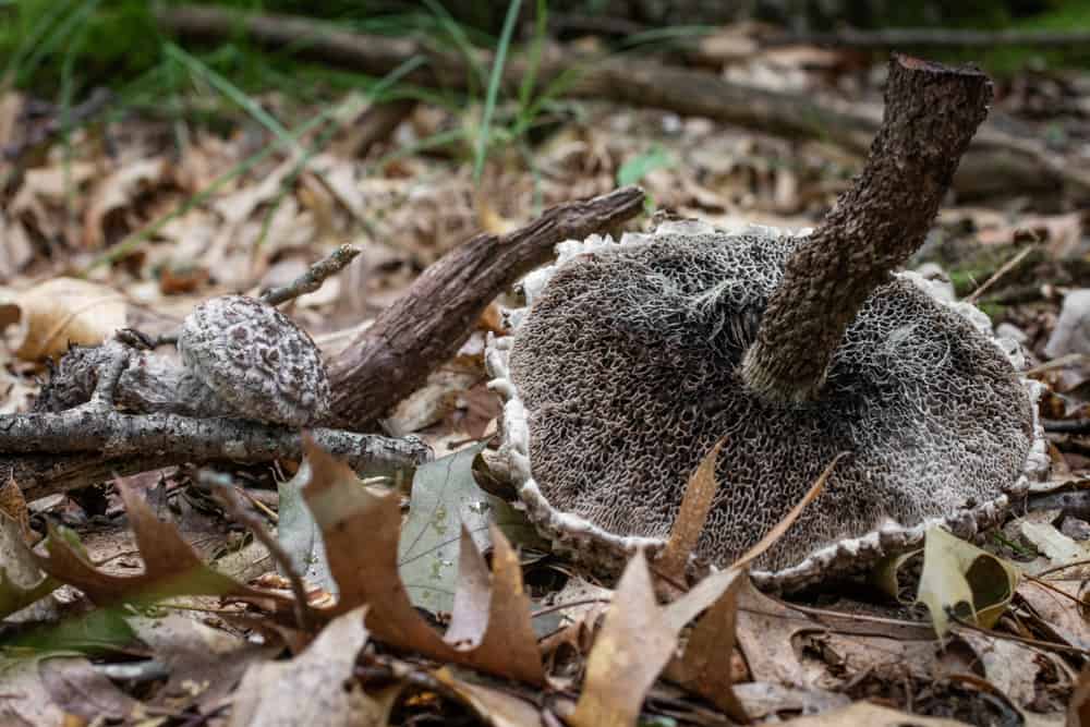 Old man of the woods mushroom or Strombilomyces floccosus