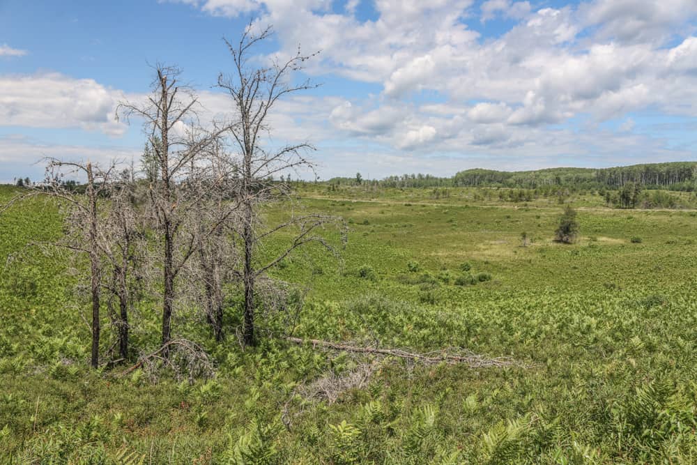 Pine barrens of Northern Wisconsin 