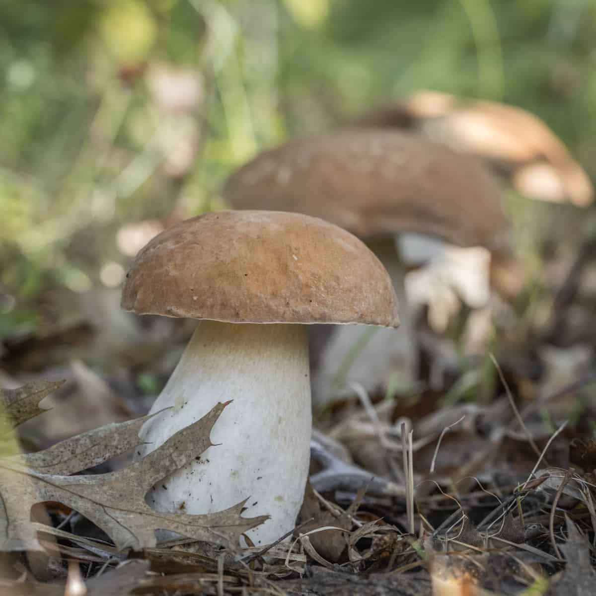 wild porcini mushrooms outside in the woods.