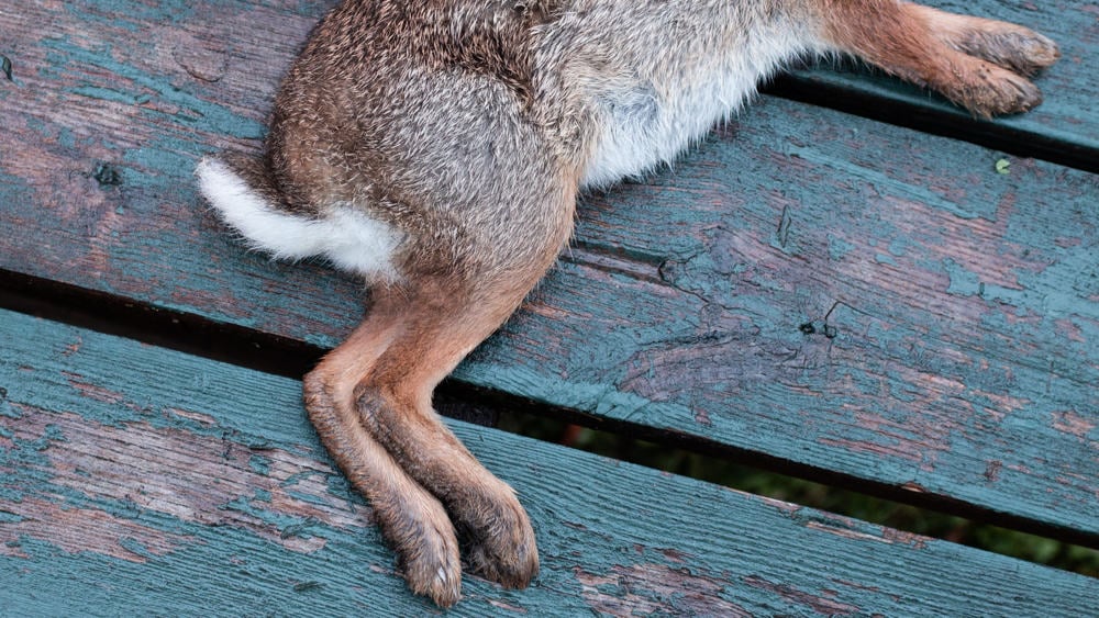 Trapped rabbit for dinner 