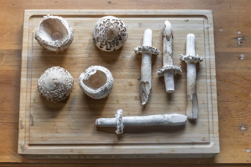 Shaggy parasol or Chlorohpyllum rhacodes mushroom cap and stem 