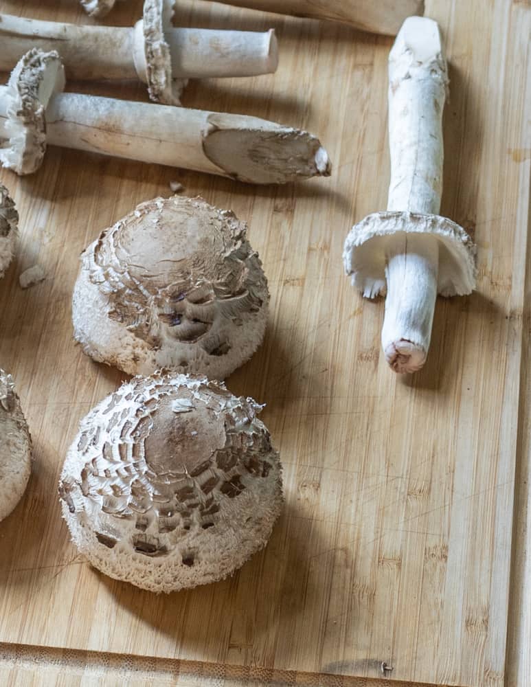 Shaggy parasol or Chlorohpyllum rhacodes mushroom cap and stem