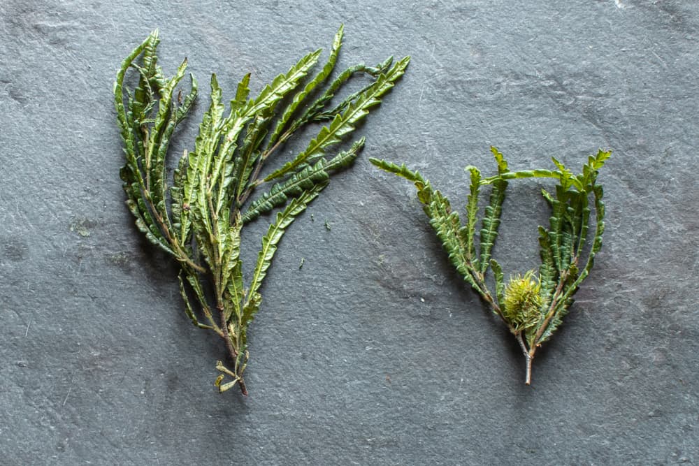 Sweetfern or Comptonia peregrina leaves with seed