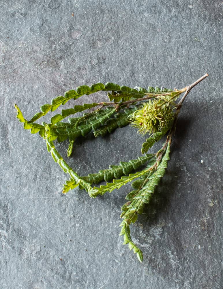 Sweetfern or Comptonia peregrina leaves with seed