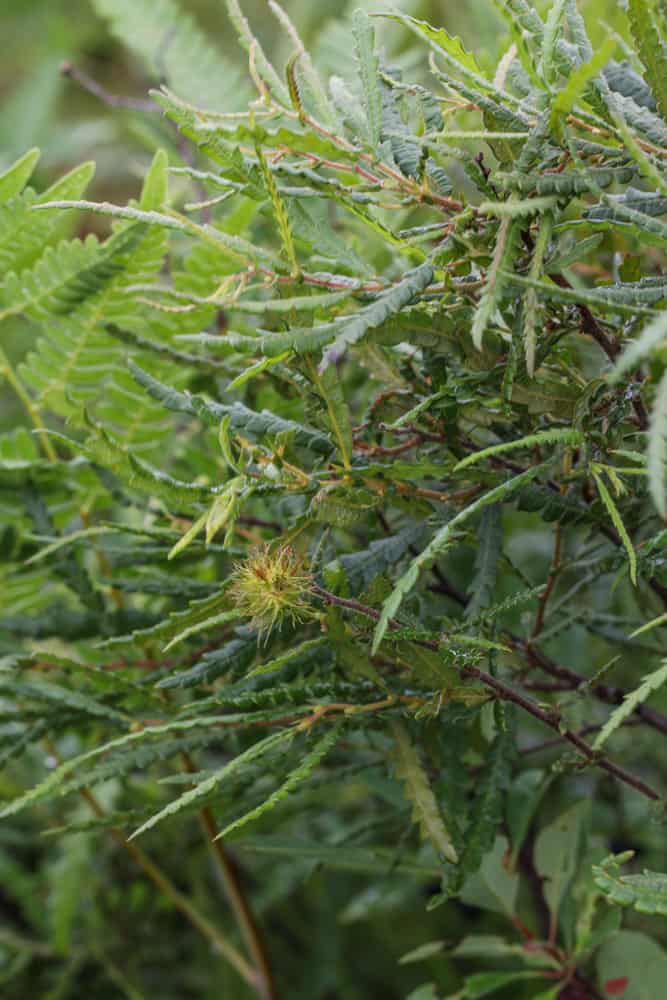 Sweetfern or Comptonia peregrina leaves and seeds