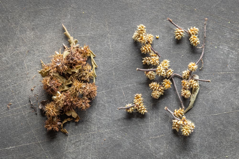 Dried sweetfern and sweetgale seeds