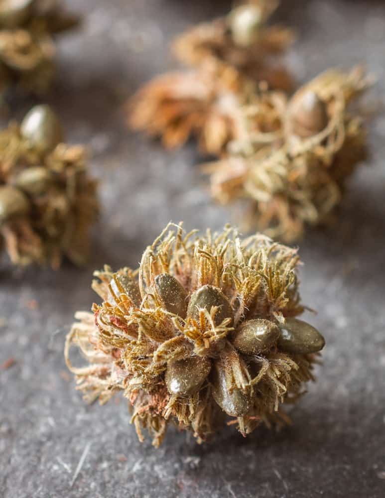 Sweetfern, or Comptonia peregrin nutlets or seeds, dried 