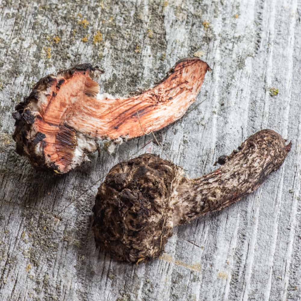 Old man of the woods mushroom or Strombilomyces floccosus