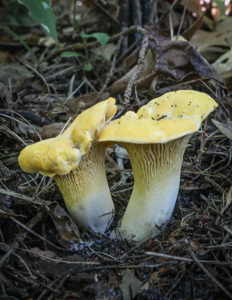 Chanterelle mushrooms or Cantharellus phasmatis