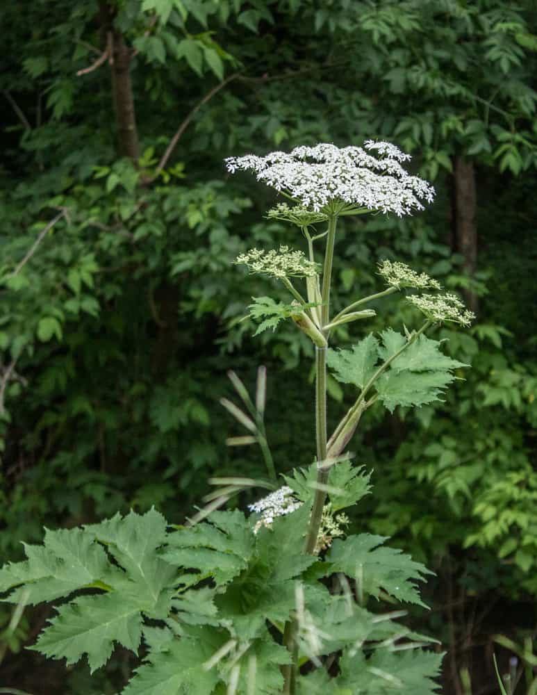 cow parsnip or Heracleum maximum outside with flowers