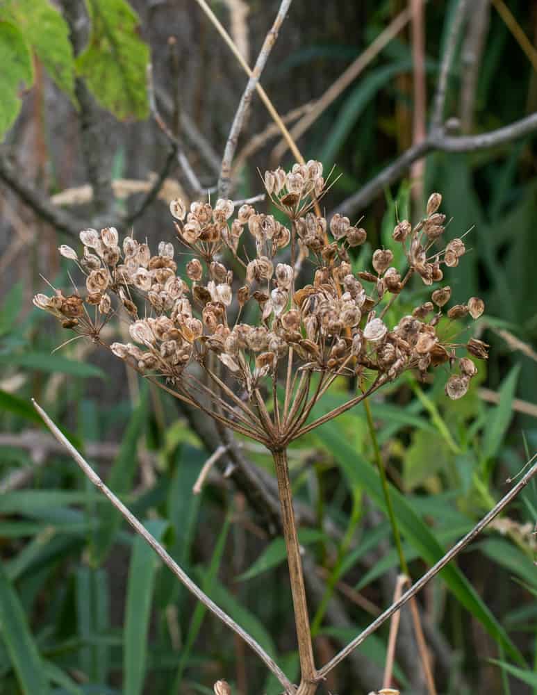 Cow parsnip seed or golpar dried outside on the plant